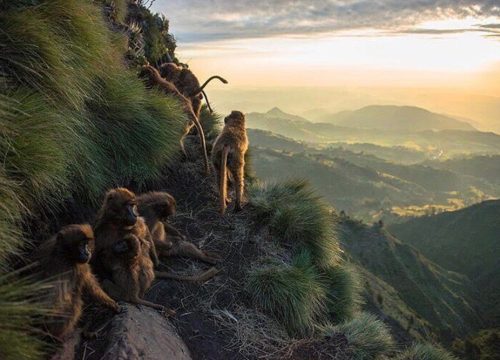 7-Day Ras Dashen Trek – Simien Mountains